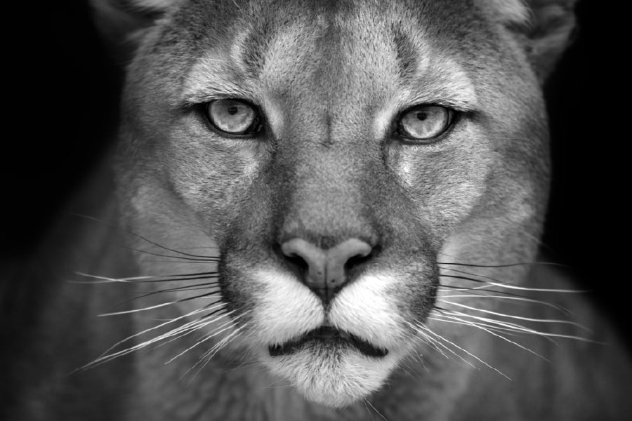 Cat Face Closeup B&W Photograph Print 100% Australian Made Stretched Canvas Ready to Hang - 1260