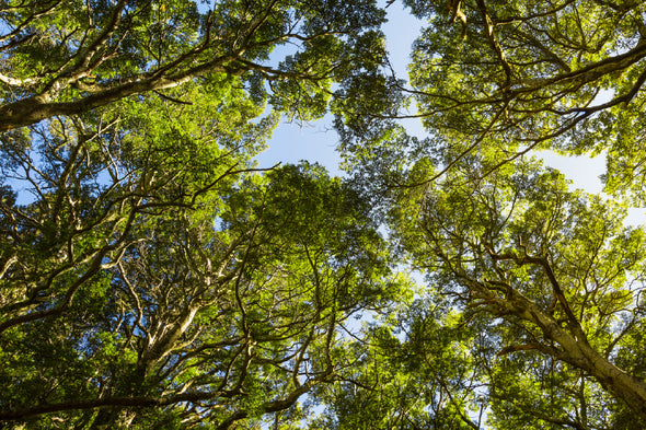 Beech Forest Trees Tops View Print 100% Australian Made Stretched Canvas Ready to Hang - 1738