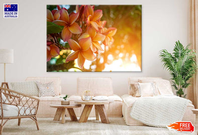 Yellow Plumeria Flowers Sunset Print 100% Australian Made Stretched Canvas Ready to Hang - 1609