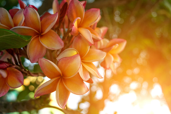 Yellow Plumeria Flowers Sunset Print 100% Australian Made Stretched Canvas Ready to Hang - 1609