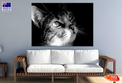 Cat Face View B&W Photograph Print 100% Australian Made Stretched Canvas Ready to Hang - 1261