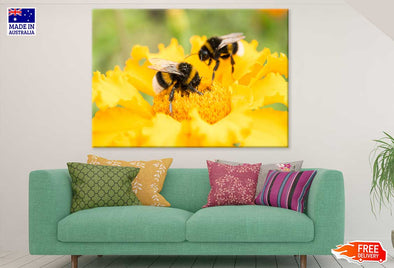 Bees on Yellow Flower Photograph Print 100% Australian Made Stretched Canvas Ready to Hang - 1610