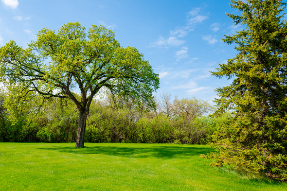 Blue Sky & Green Grass with Trees Print 100% Australian Made Stretched Canvas Ready to Hang - 1739