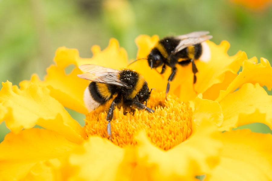 Bees on Yellow Flower Photograph Print 100% Australian Made Stretched Canvas Ready to Hang - 1610