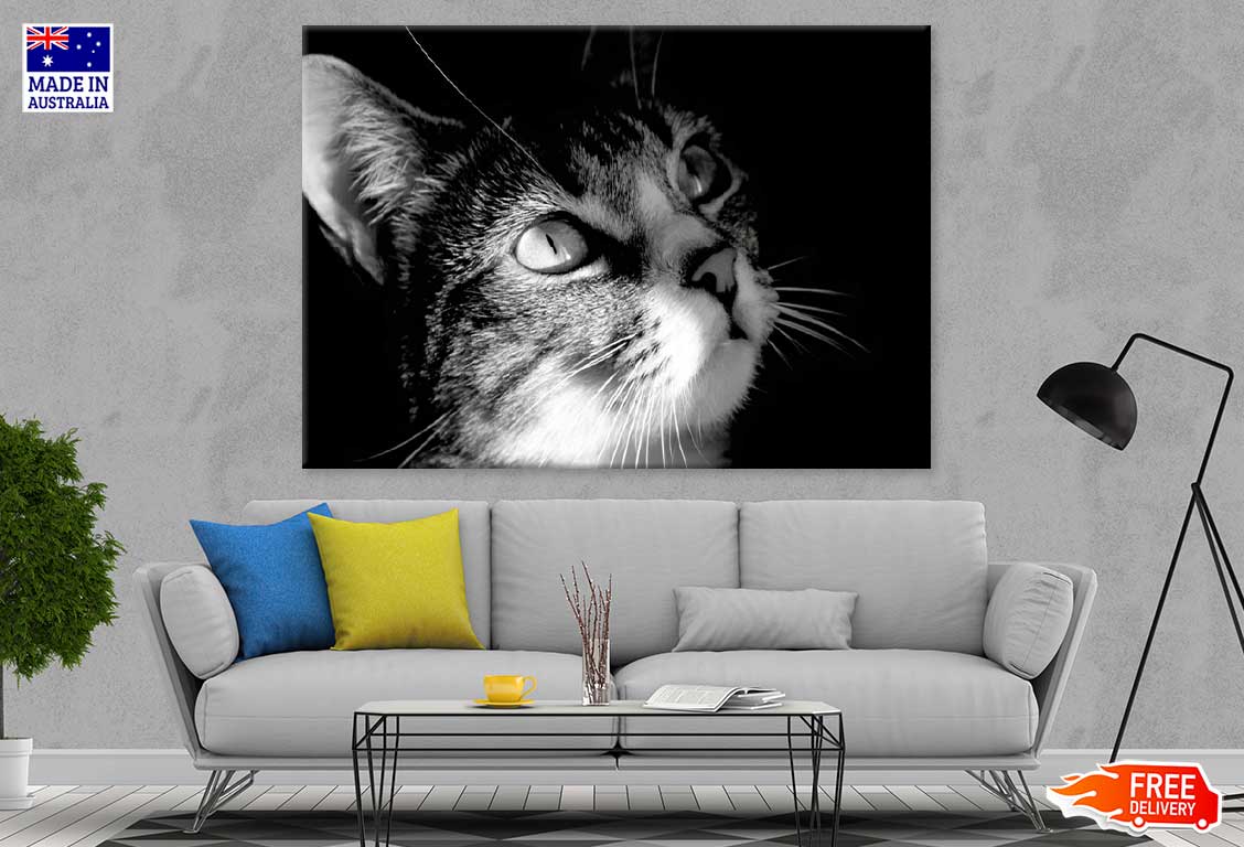 Cat Face View B&W Photograph Print 100% Australian Made Stretched Canvas Ready to Hang - 1261