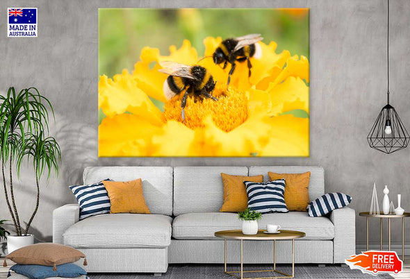 Bees on Yellow Flower Photograph Print 100% Australian Made Stretched Canvas Ready to Hang - 1610