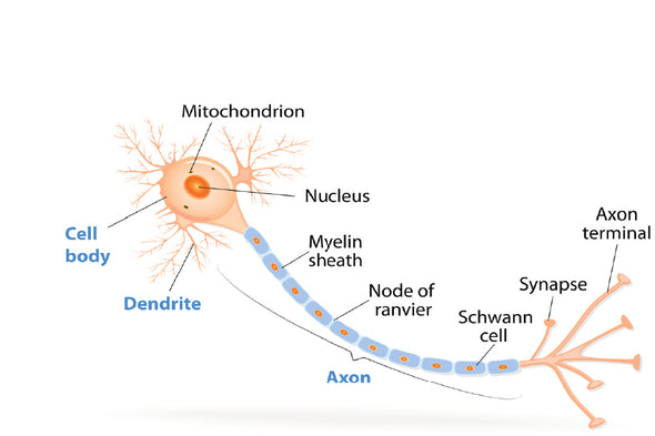 Human Cell Dendrite & Axon Vector Print 100% Australian Made Stretched Canvas Ready to Hang - 2390