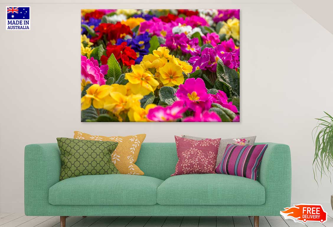 Colorful Primrose Flowers Field Print 100% Australian Made Stretched Canvas Ready to Hang - 1556