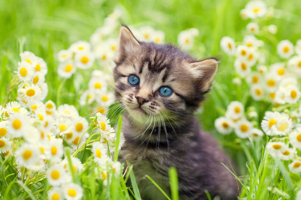 Little Kitten in Flowers View Print 100% Australian Made Stretched Canvas Ready to Hang - 1207