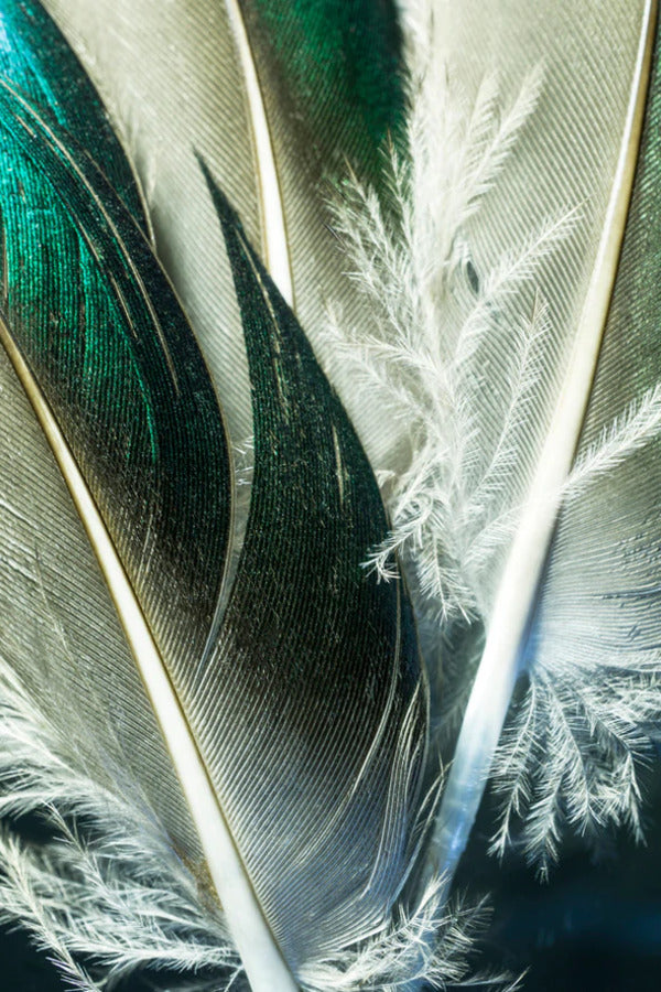 Bird Feather Closeup Photograph Print 100% Australian Made Stretched Canvas Ready to Hang - 1961