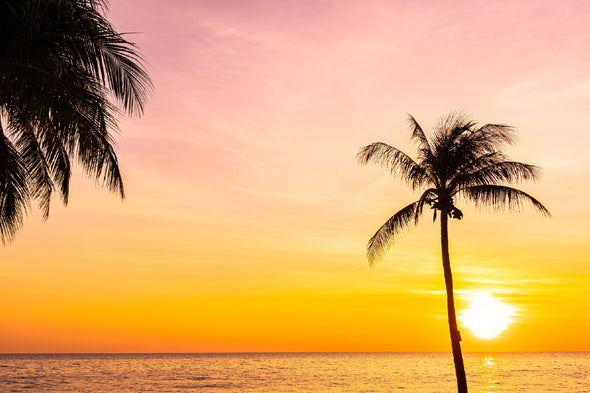 Coconut Palm Trees Sunset View Print 100% Australian Made Stretched Canvas Ready to Hang - 1685