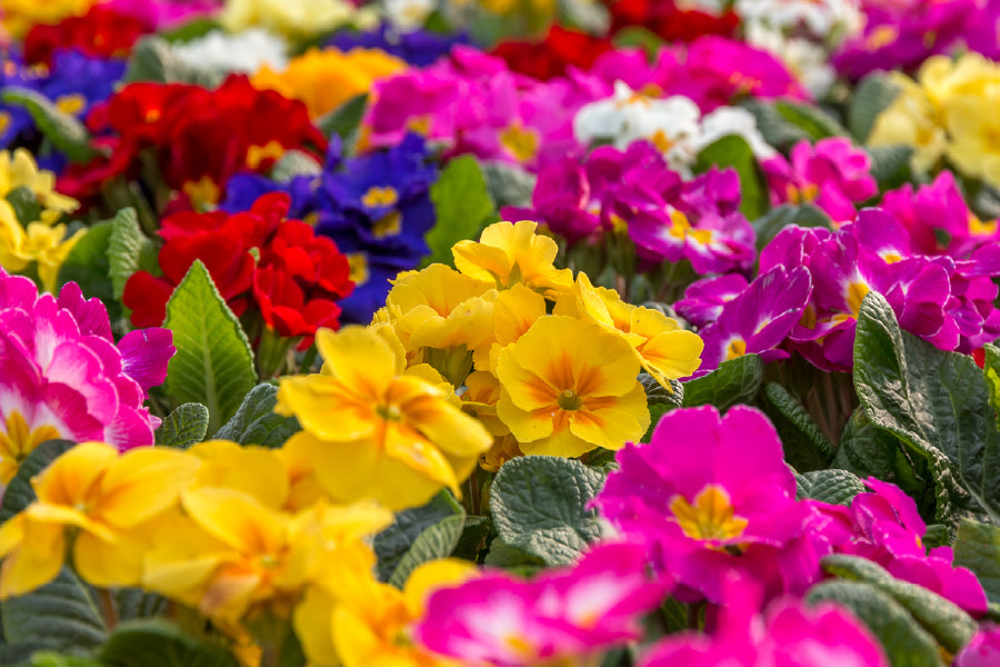 Colorful Primrose Flowers Field Print 100% Australian Made Stretched Canvas Ready to Hang - 1556