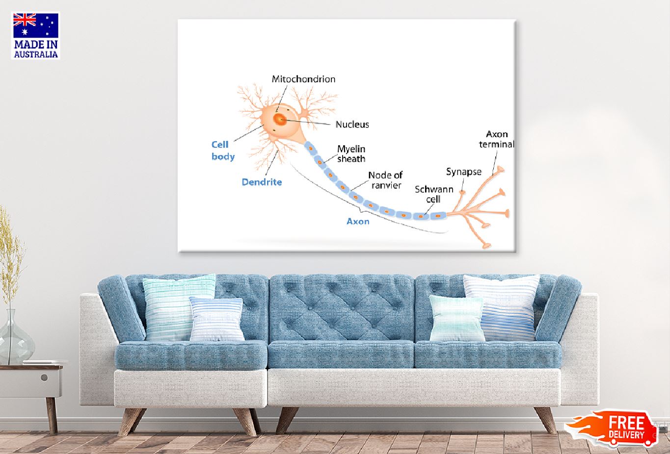 Human Cell Dendrite & Axon Vector Print 100% Australian Made Stretched Canvas Ready to Hang - 2390