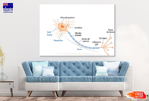 Human Cell Dendrite & Axon Vector Print 100% Australian Made Stretched Canvas Ready to Hang - 2390