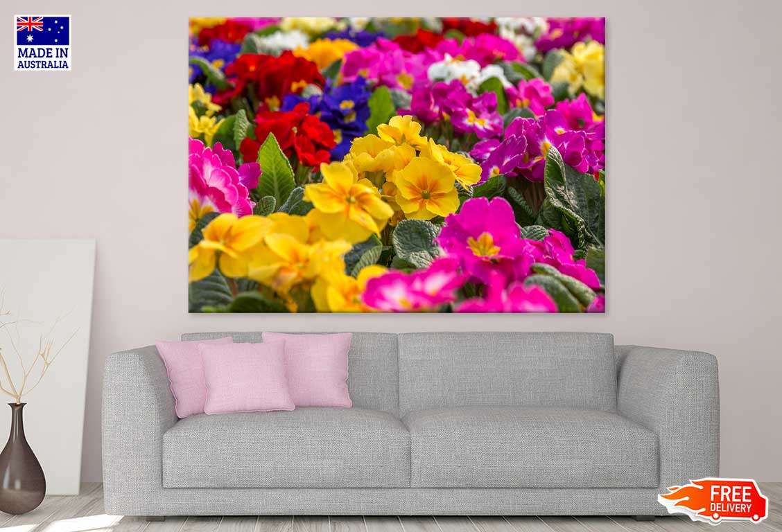 Colorful Primrose Flowers Field Print 100% Australian Made Stretched Canvas Ready to Hang - 1556