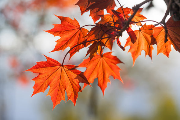 Red Maple Tree Leaves Branch View Print 100% Australian Made Stretched Canvas Ready to Hang - 1740