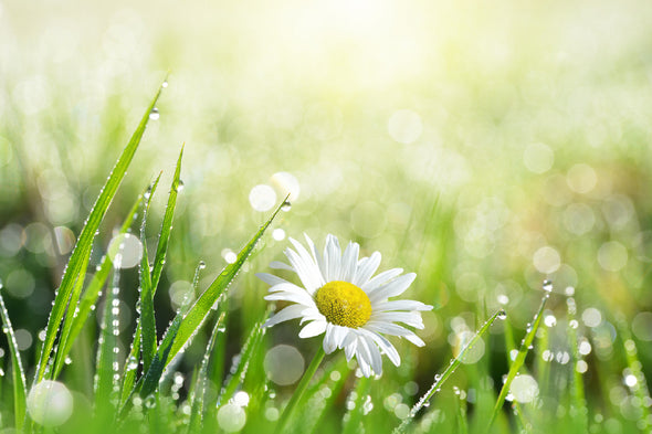 White Daisy Flower with Leaves Print 100% Australian Made Stretched Canvas Ready to Hang - 1611