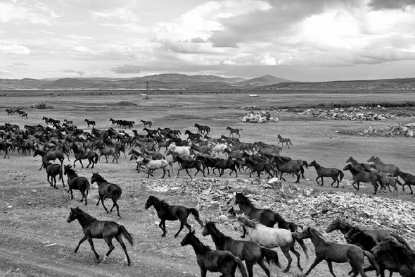 Wild Horse Herd View Photograph Print 100% Australian Made Stretched Canvas Ready to Hang - 1262