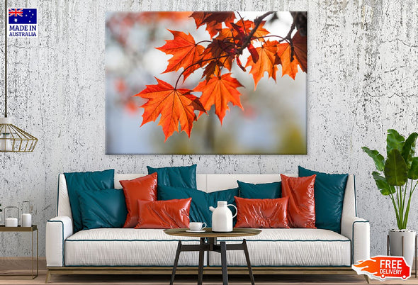 Red Maple Tree Leaves Branch View Print 100% Australian Made Stretched Canvas Ready to Hang - 1740