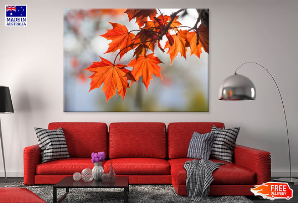 Red Maple Tree Leaves Branch View Print 100% Australian Made Stretched Canvas Ready to Hang - 1740