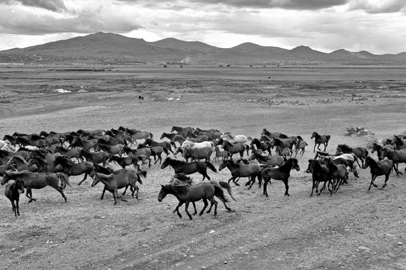 Wild Horse Herd On Field View Print 100% Australian Made Stretched Canvas Ready to Hang - 1263