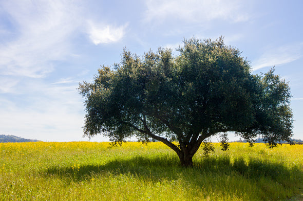 Lush Green Single Tree in Field Print 100% Australian Made Stretched Canvas Ready to Hang - 1742