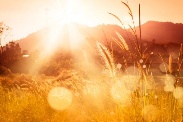 Summer Wheat Field Photograph Print 100% Australian Made Stretched Canvas Ready to Hang - 1613