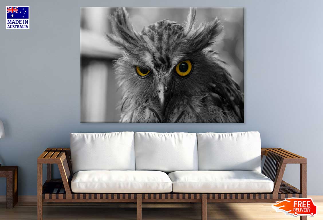 Yellow Eyed Owl B&W Photograph Print 100% Australian Made Stretched Canvas Ready to Hang - 1264