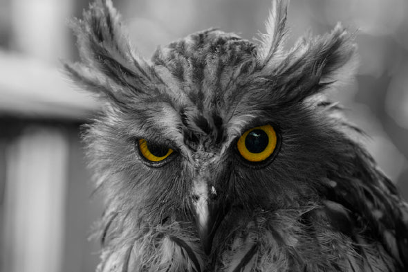 Yellow Eyed Owl B&W Photograph Print 100% Australian Made Stretched Canvas Ready to Hang - 1264