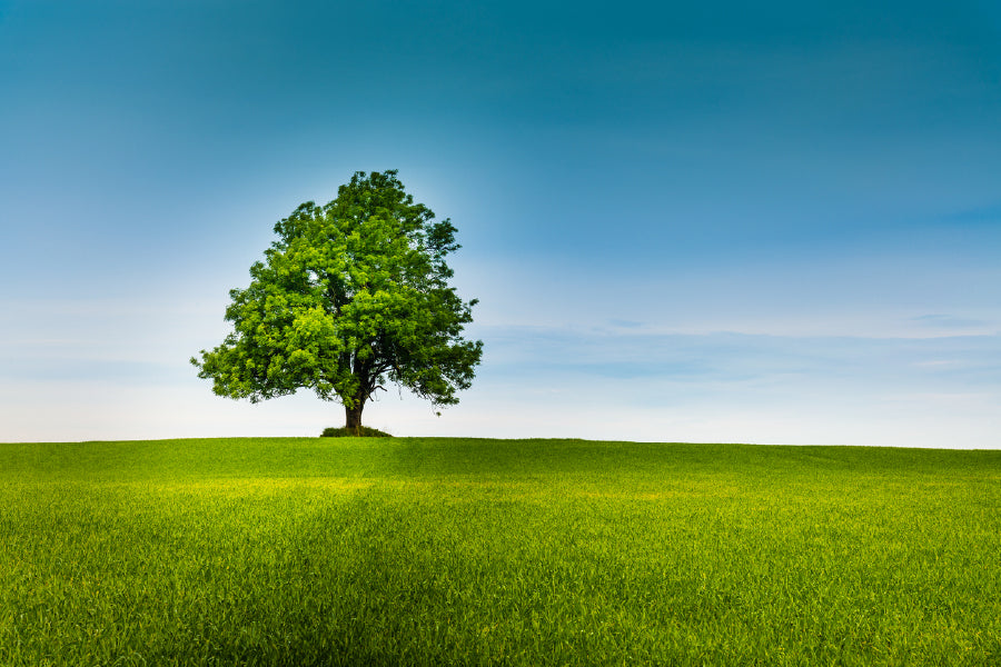 Alone Tree in Green Field & Sky Print 100% Australian Made Stretched Canvas Ready to Hang - 1743