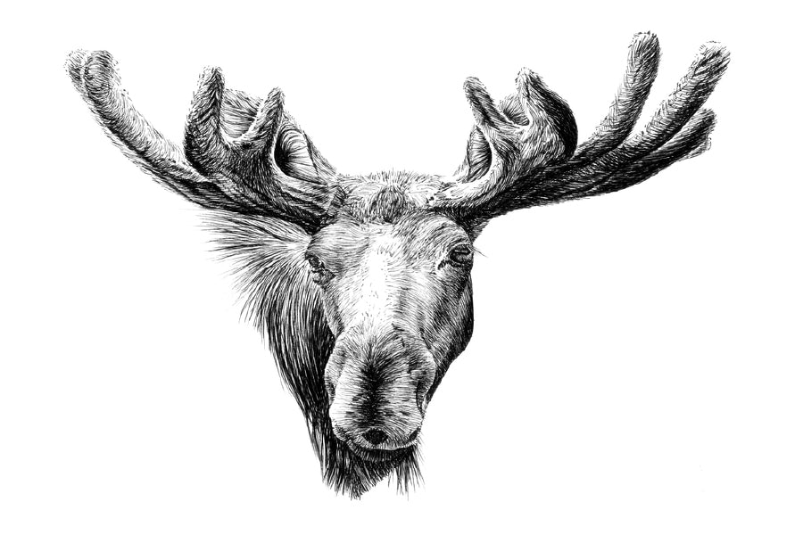 Moose Face Drawing Photograph Print 100% Australian Made Stretched Canvas Ready to Hang - 1265