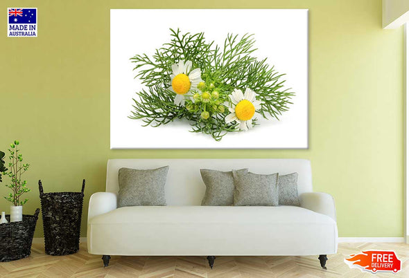 German Chamomile Plant Photograph Print 100% Australian Made Stretched Canvas Ready to Hang - 1615