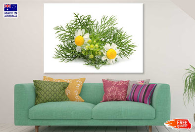 German Chamomile Plant Photograph Print 100% Australian Made Stretched Canvas Ready to Hang - 1615