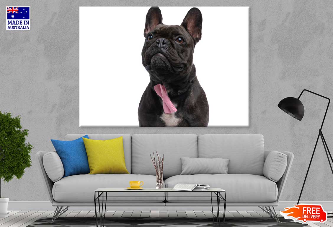 Black Fransk Bulldog Photograph Print 100% Australian Made Stretched Canvas Ready to Hang - 1266