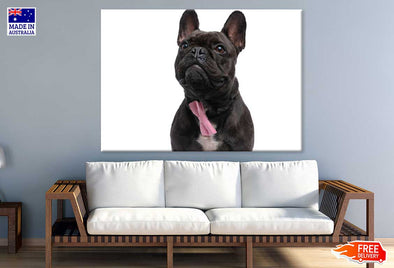 Black Fransk Bulldog Photograph Print 100% Australian Made Stretched Canvas Ready to Hang - 1266