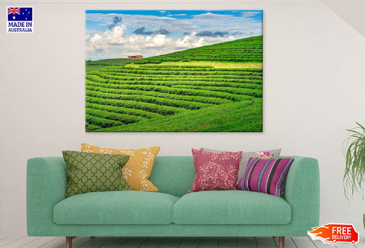 Green Tea Garden & Blue Sky View Print 100% Australian Made Stretched Canvas Ready to Hang - 1067