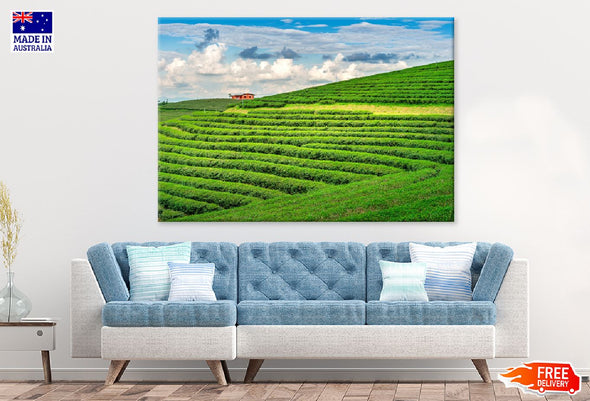 Green Tea Garden & Blue Sky View Print 100% Australian Made Stretched Canvas Ready to Hang - 1067