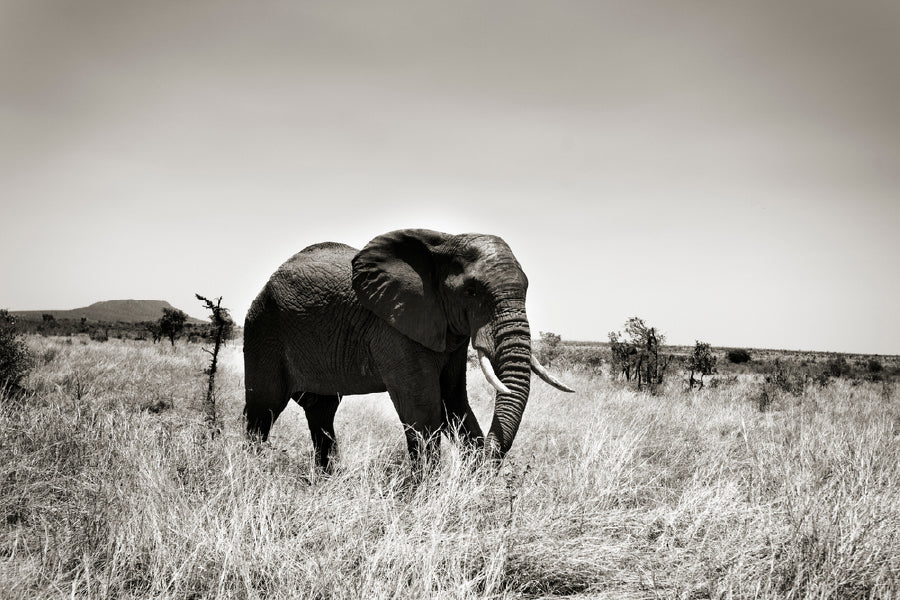 Elephant on Grass Field B&W View Print 100% Australian Made Stretched Canvas Ready to Hang - 1267