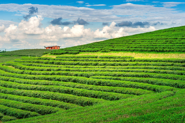 Green Tea Garden & Blue Sky View Print 100% Australian Made Stretched Canvas Ready to Hang - 1067