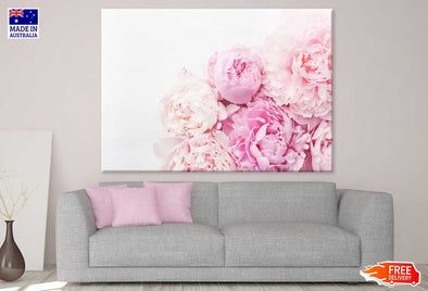 Pink Peony Flowers Closeup View Print 100% Australian Made Stretched Canvas Ready to Hang - 1617