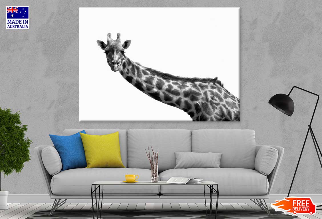 Giraffe Closeup B&W Photograph Print 100% Australian Made Stretched Canvas Ready to Hang - 1268