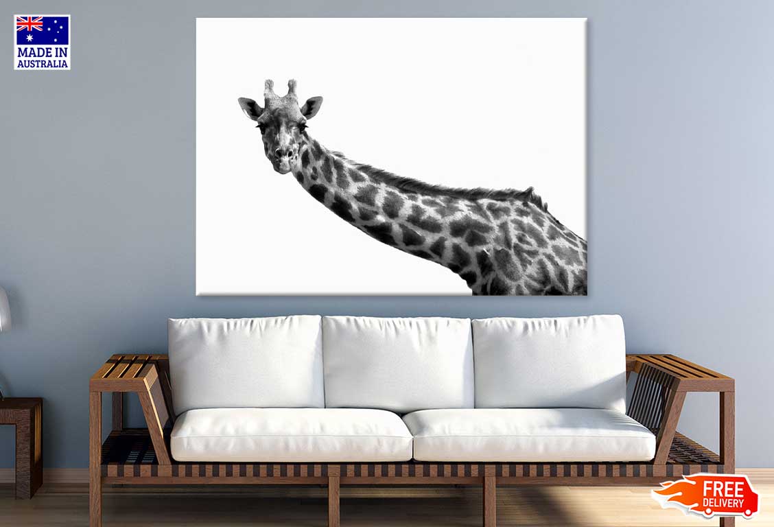 Giraffe Closeup B&W Photograph Print 100% Australian Made Stretched Canvas Ready to Hang - 1268