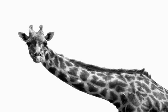 Giraffe Closeup B&W Photograph Print 100% Australian Made Stretched Canvas Ready to Hang - 1268