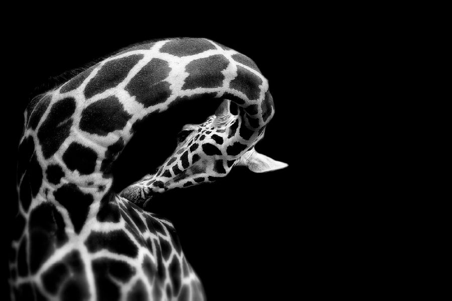 Giraffe B&W View Photograph Print 100% Australian Made Stretched Canvas Ready to Hang - 1269