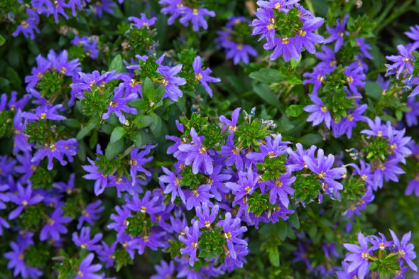 Purple Scaevola Flowers View Print 100% Australian Made Stretched Canvas Ready to Hang - 1618