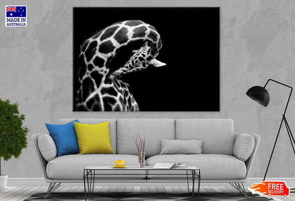 Giraffe B&W View Photograph Print 100% Australian Made Stretched Canvas Ready to Hang - 1269