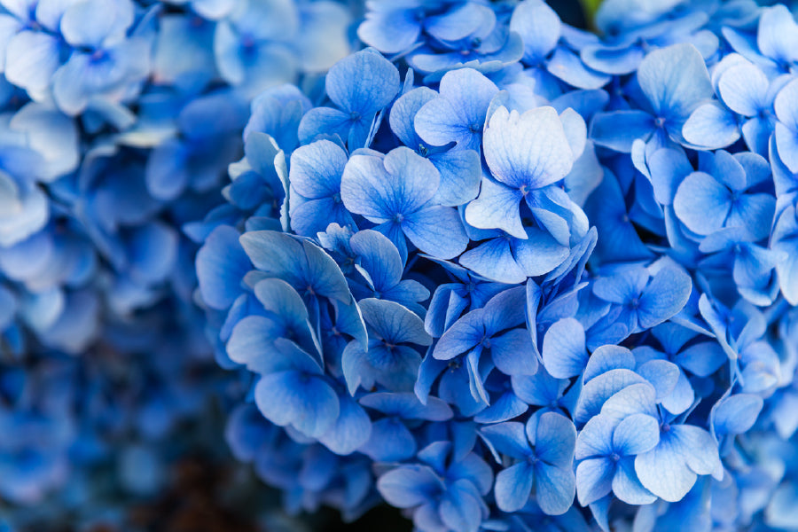 Blue Hydrangea Flower Photograph Print 100% Australian Made Stretched Canvas Ready to Hang - 1619