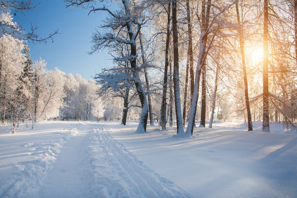 Snow Trees Pathway Sunset View Print 100% Australian Made Stretched Canvas Ready to Hang - 1748