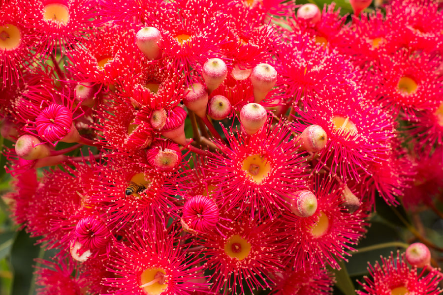 Red Gum Blossom Flower Photograph Print 100% Australian Made Stretched Canvas Ready to Hang - 1620