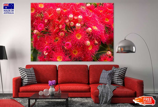 Red Gum Blossom Flower Photograph Print 100% Australian Made Stretched Canvas Ready to Hang - 1620